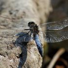 Blaupfeil (Orthetrum) (X)