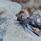 Blaupfeil (Orthetrum) (XI)