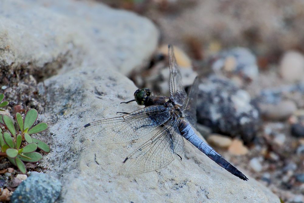 Blaupfeil (Orthetrum) (XI)