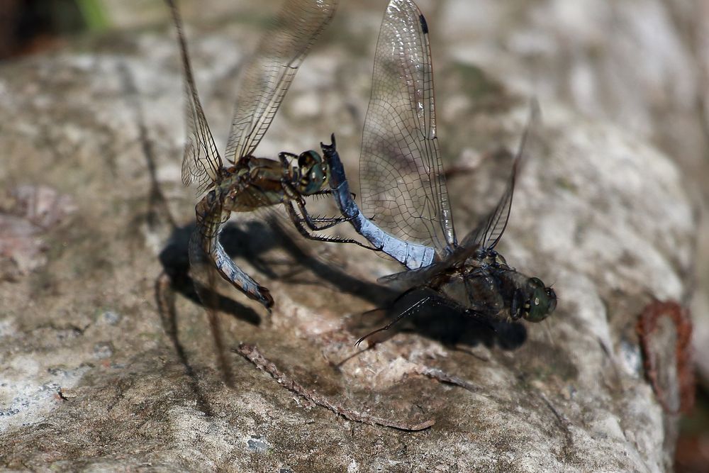 Blaupfeil (Orthetrum) (XII)