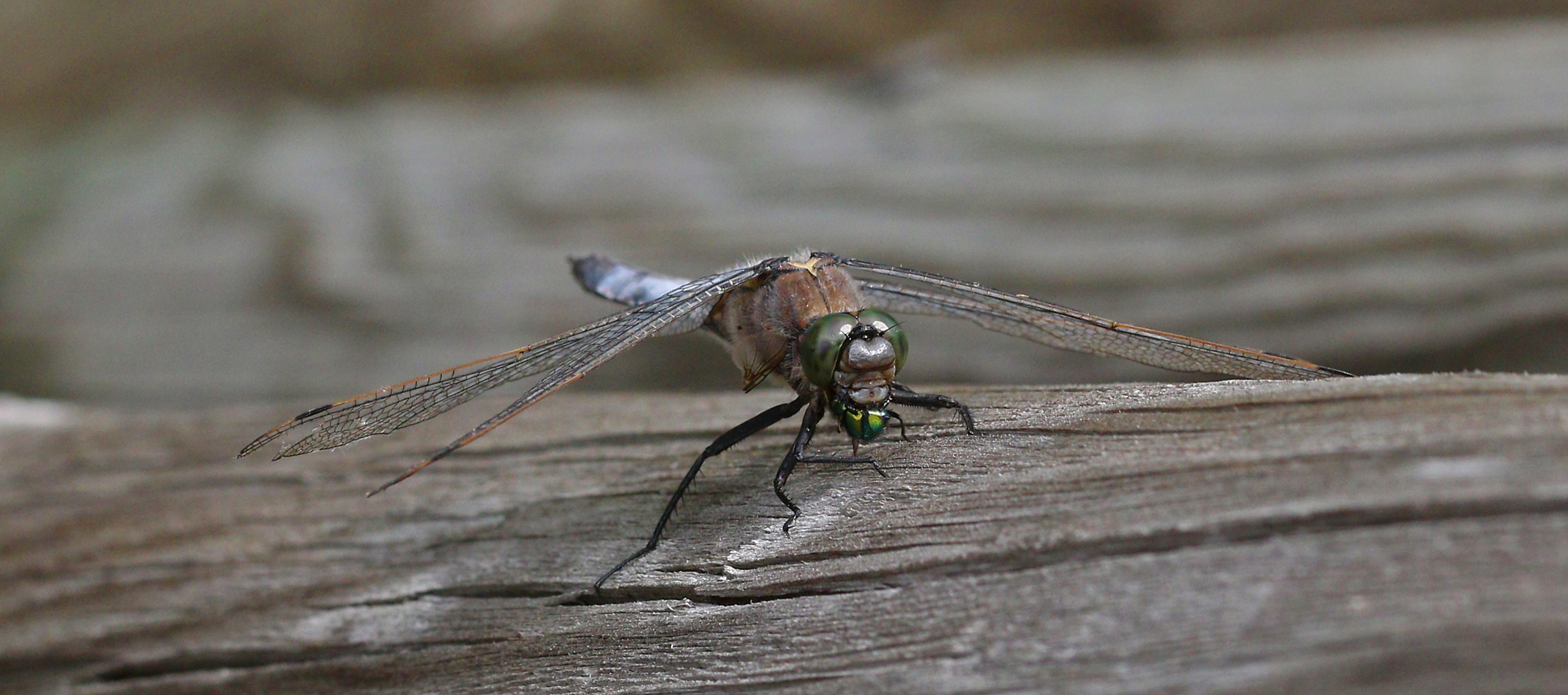 Blaupfeil verspeist Fliege