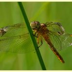 Blaupfeil-Weibchen (Orthetrum coerulescens)