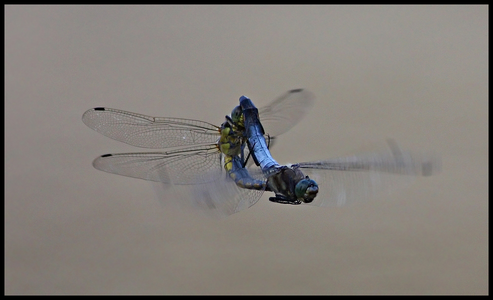 Blaupfeile beim Paarungsflug