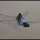 Blaupfeile beim Paarungsflug