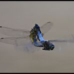 Blaupfeile beim Paarungsflug