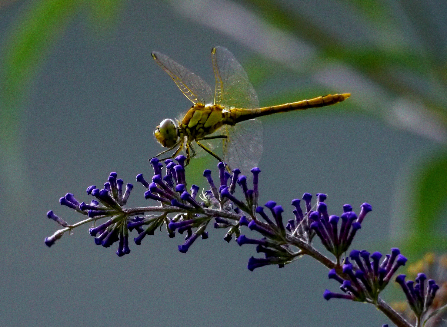 Blaupfeillibelle (?) auf blauen Blüten