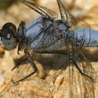 Blaupfeilportrait für Kenner (Orthetrum brunneum)