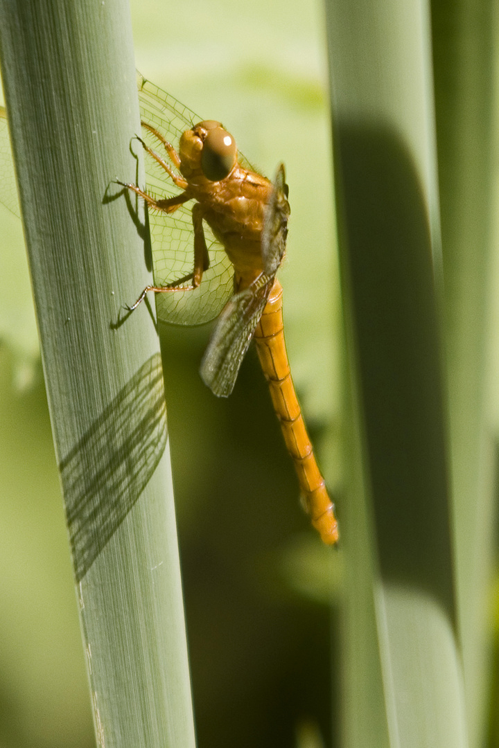 Blaupfeilweibchen am Teich - Jungtier