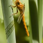 Blaupfeilweibchen am Teich - Jungtier