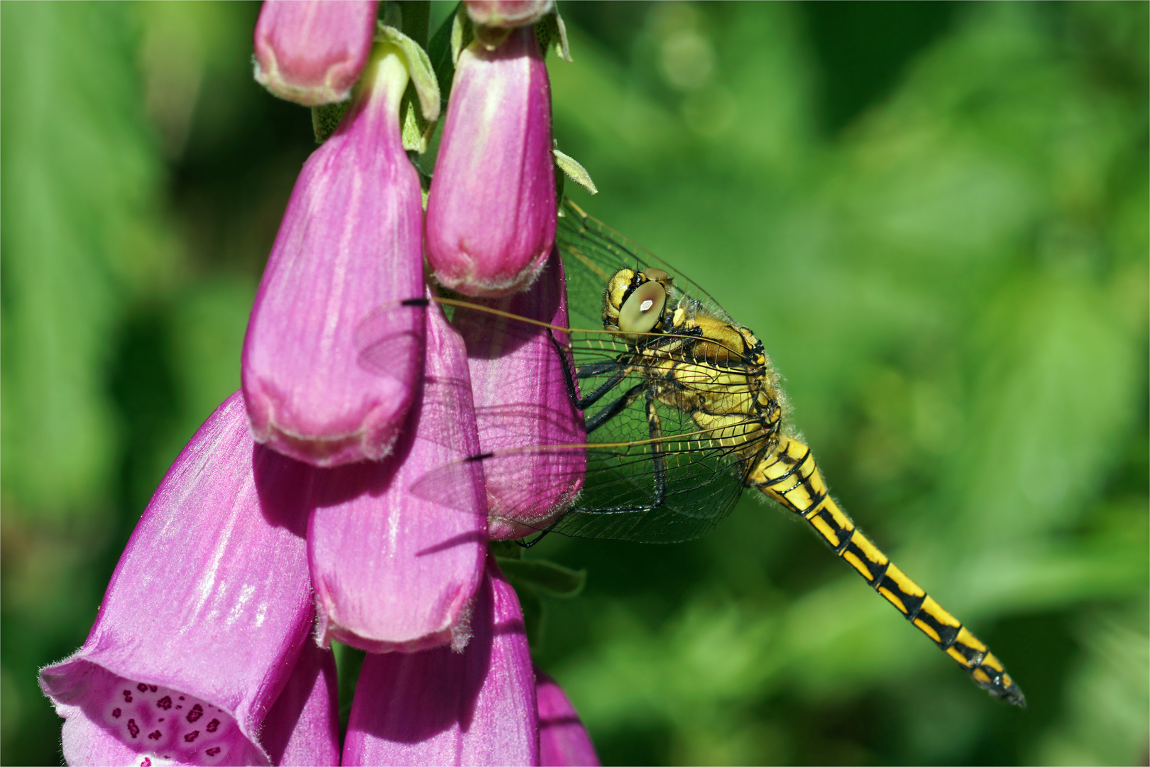 Blaupfeilweibchen - (Orthetrum cancellatum) am Fingerhut. 