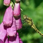 Blaupfeilweibchen - (Orthetrum cancellatum) am Fingerhut. 