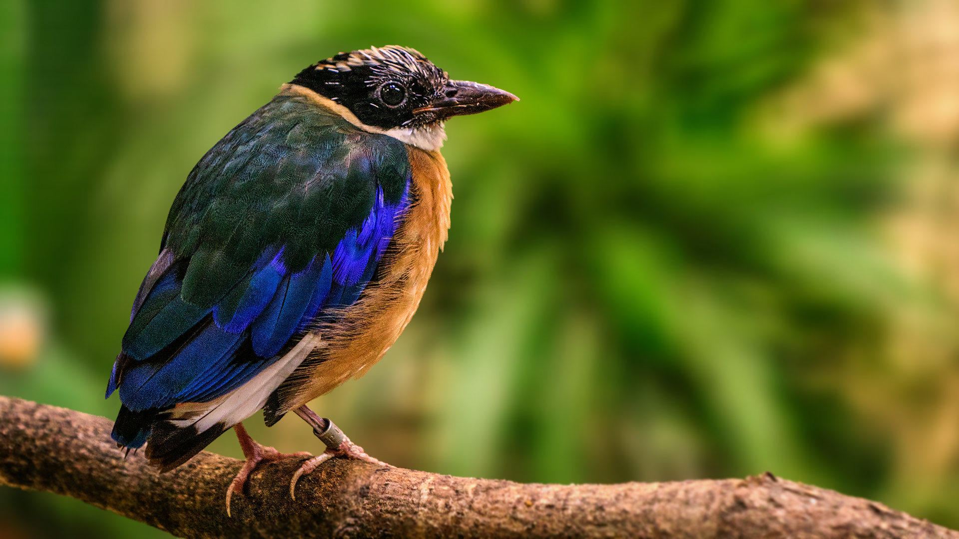 Blaupflügelpitta 001