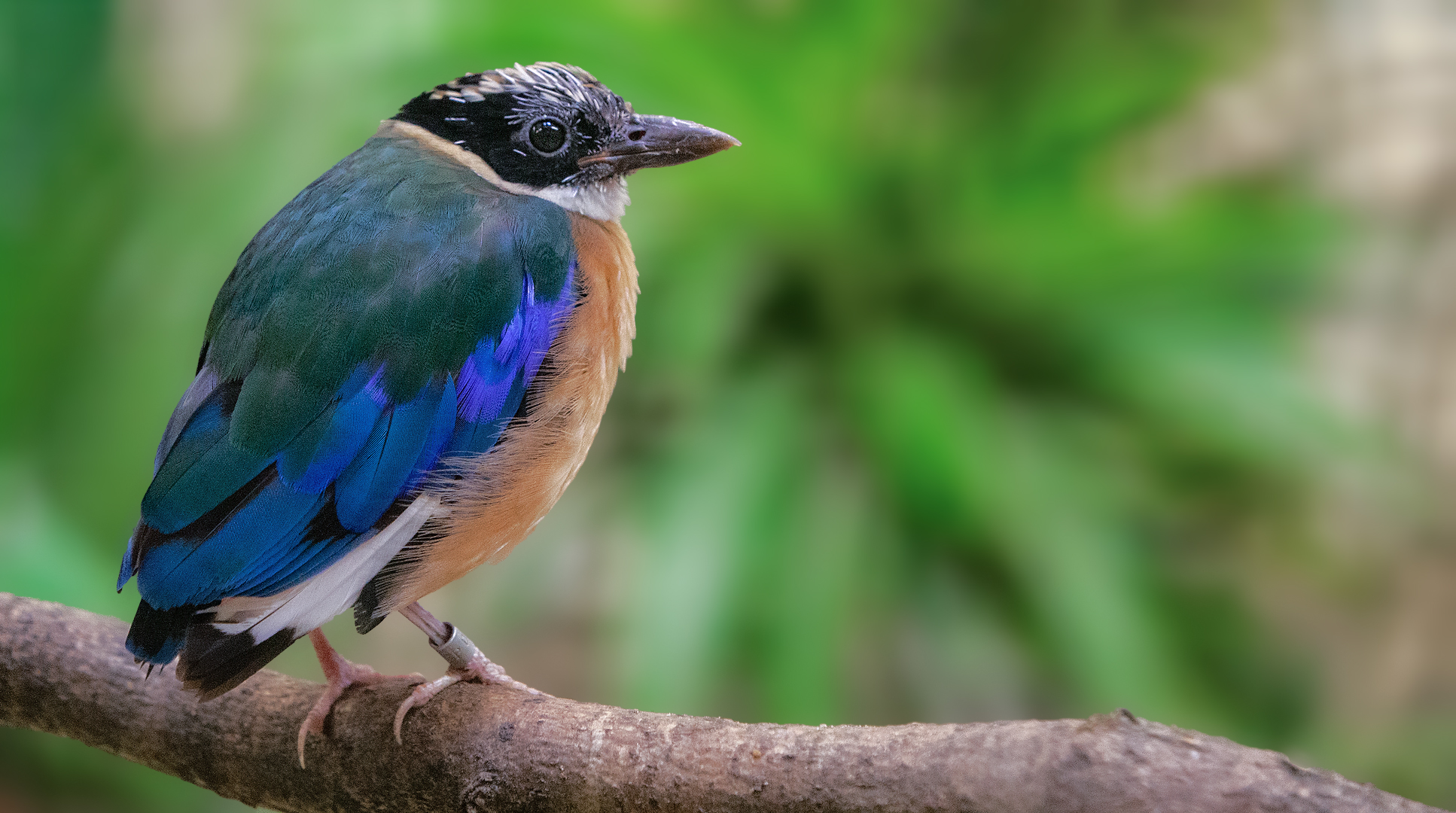 Blaupflügelpitta 001