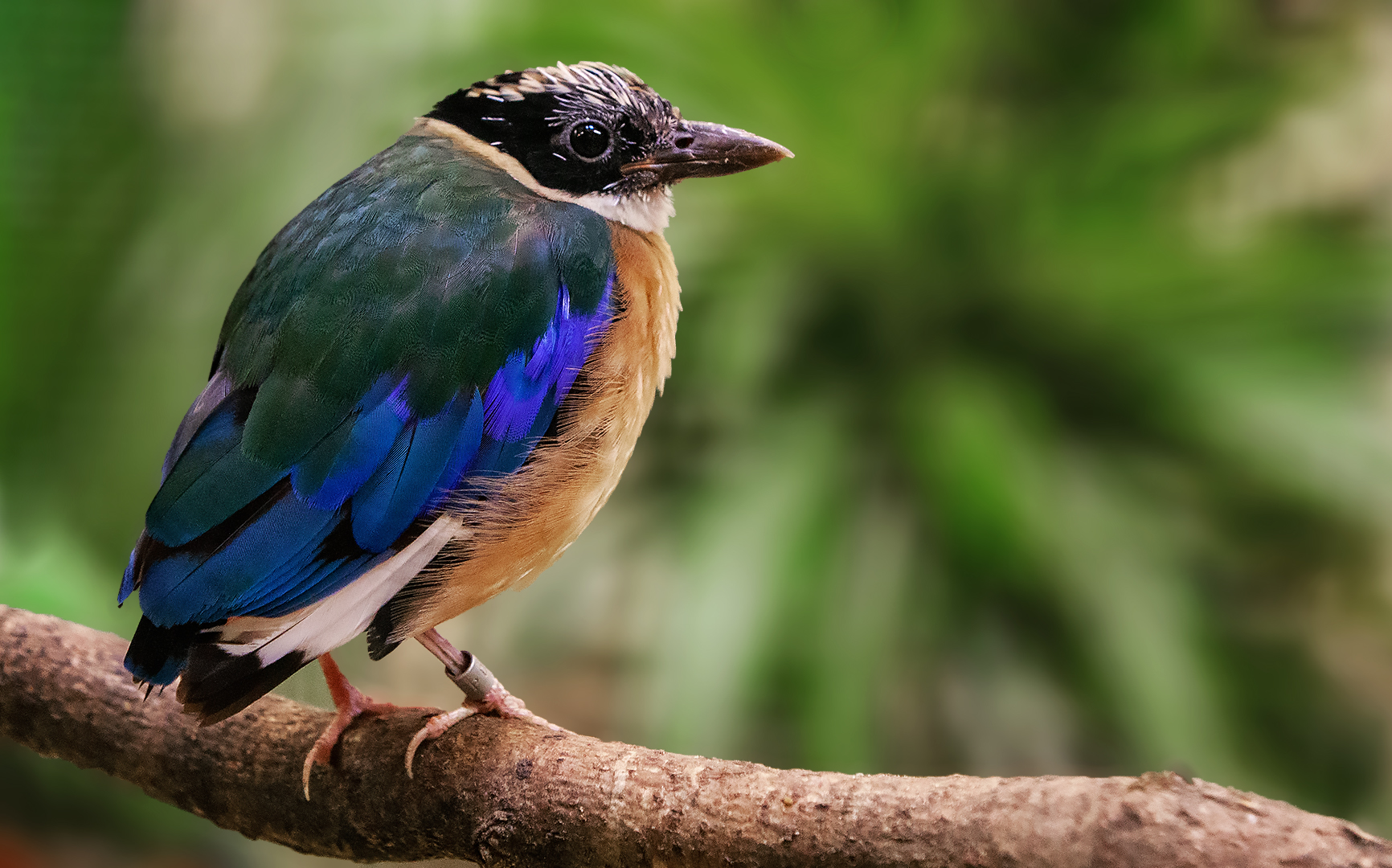 Blaupflügelpitta 001 