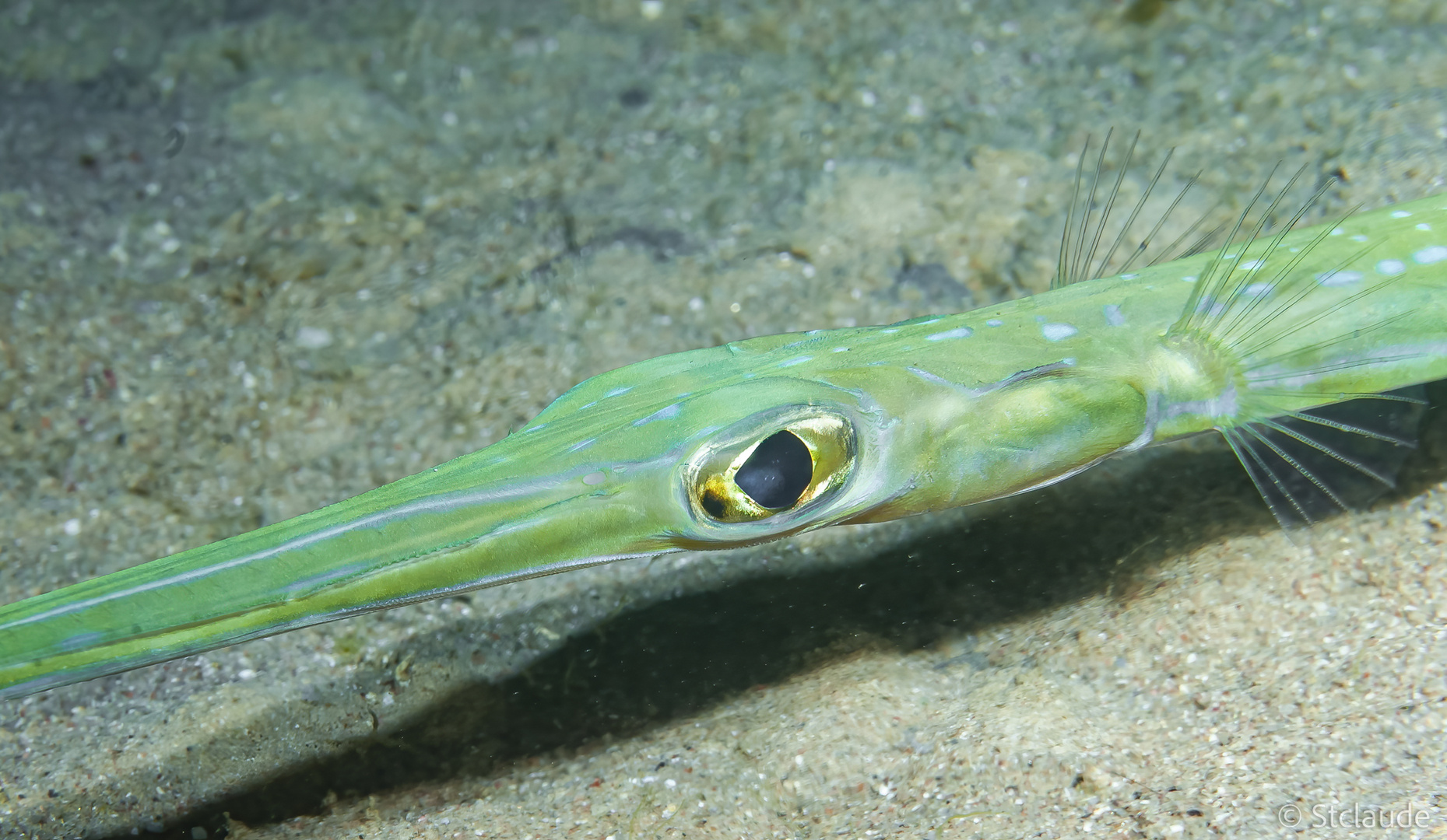 Blaupunkt-Flötenfisch