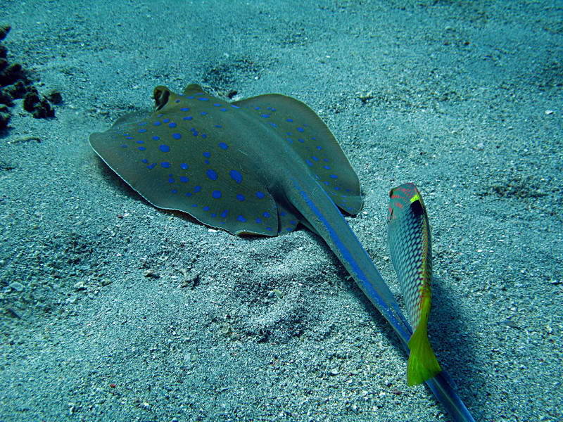 Blaupunkt - Stachelrochen im Roten Meer