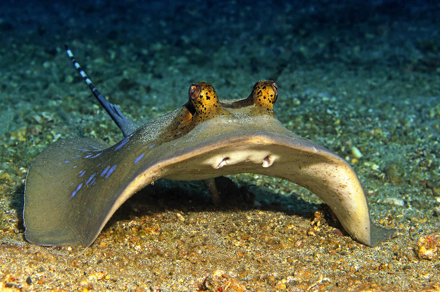 Blaupunkt-Stechrochen, Lembeh Strait, Nord-Sulawesi, Indonesien