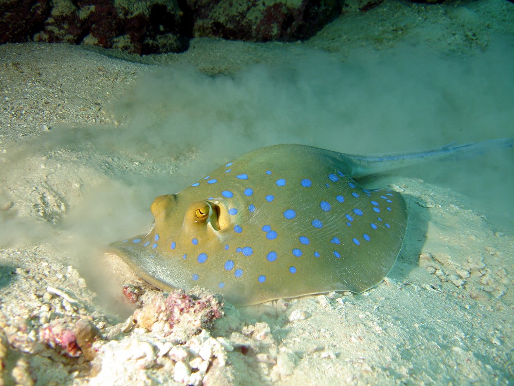 Blaupunktrochen am Roten Meer