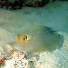 Blaupunktrochen am Roten Meer