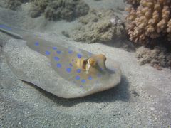 Blaupunktrochen im Roten Meer