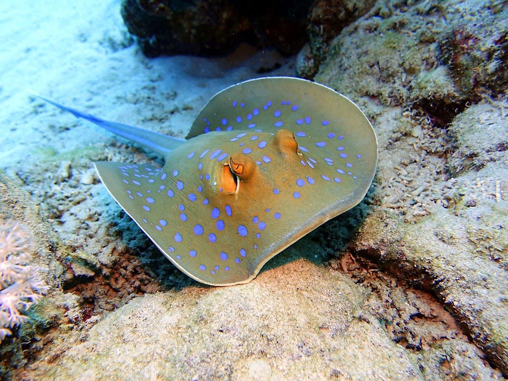 Blaupunktrochen Marsa Alam, Ägypten