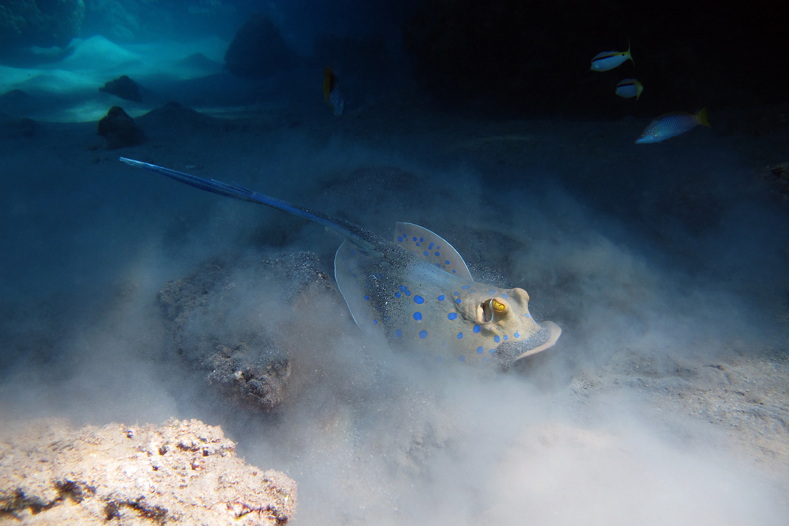 Blaupunktrochen (Taeniura lymma)