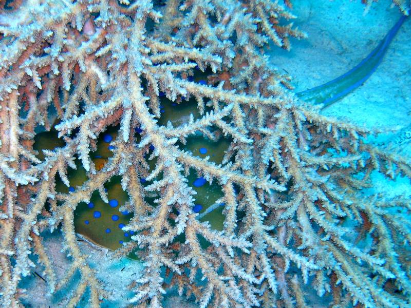 Blaupunktrochen versteckt sich unter einer Koralle