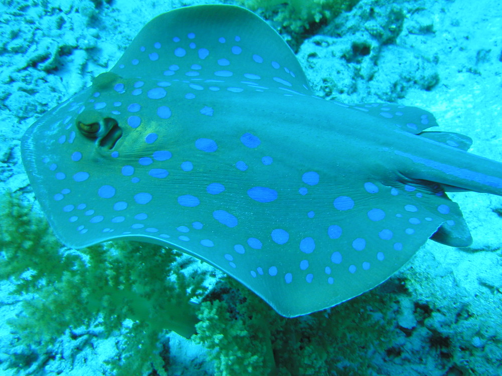 Blaupunktstechrochen im roten Meer