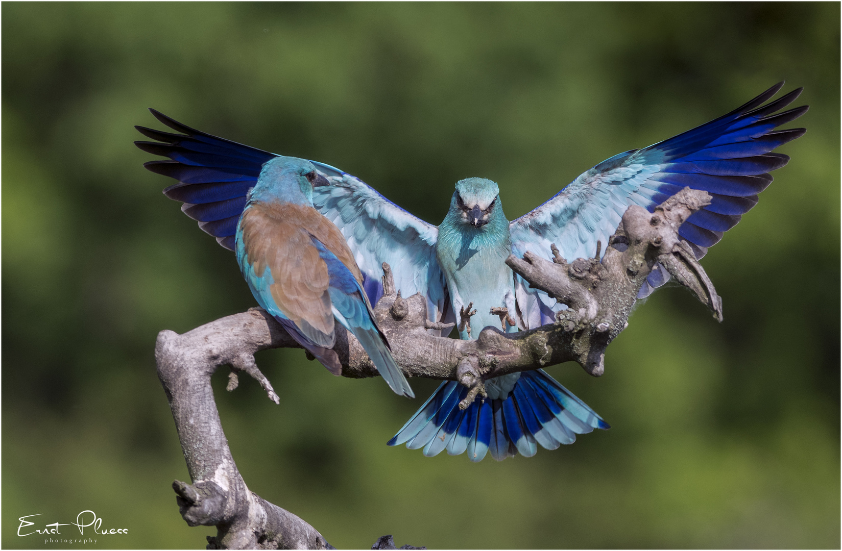 Blauracke beim Anflug