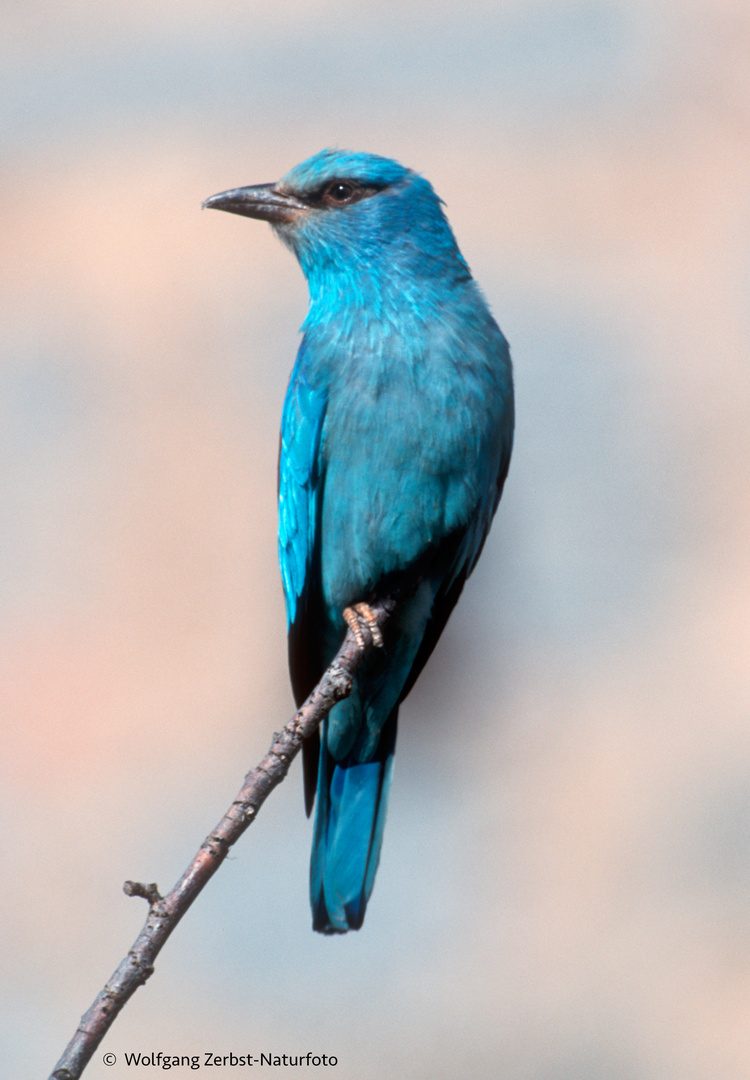 --- Blauracke ---  (Coracias garrulus)