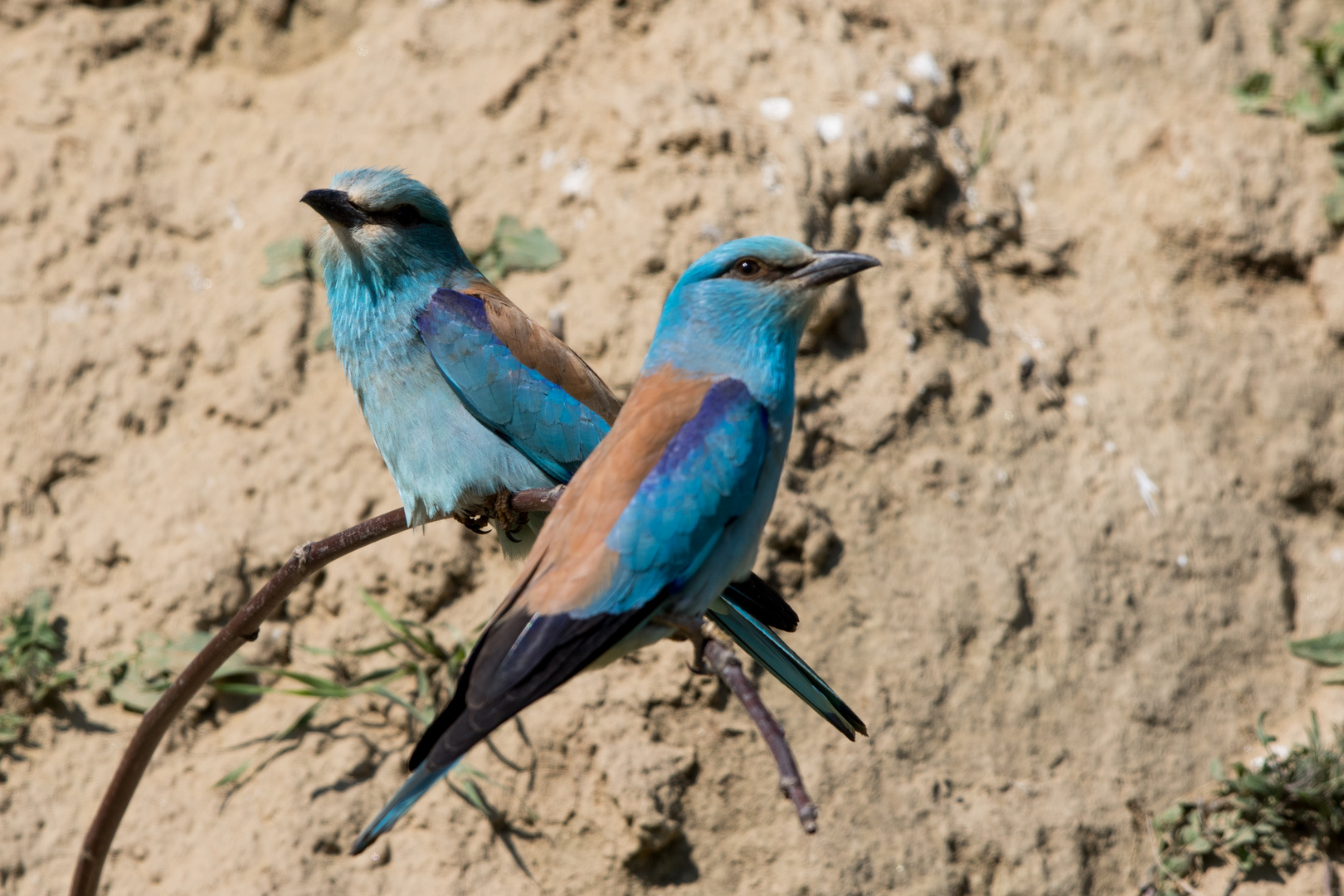 Blauracke (Coracias garrulus)