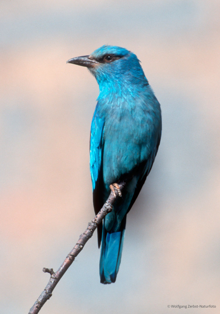 --- Blauracke ---  ( Coracias garrulus )