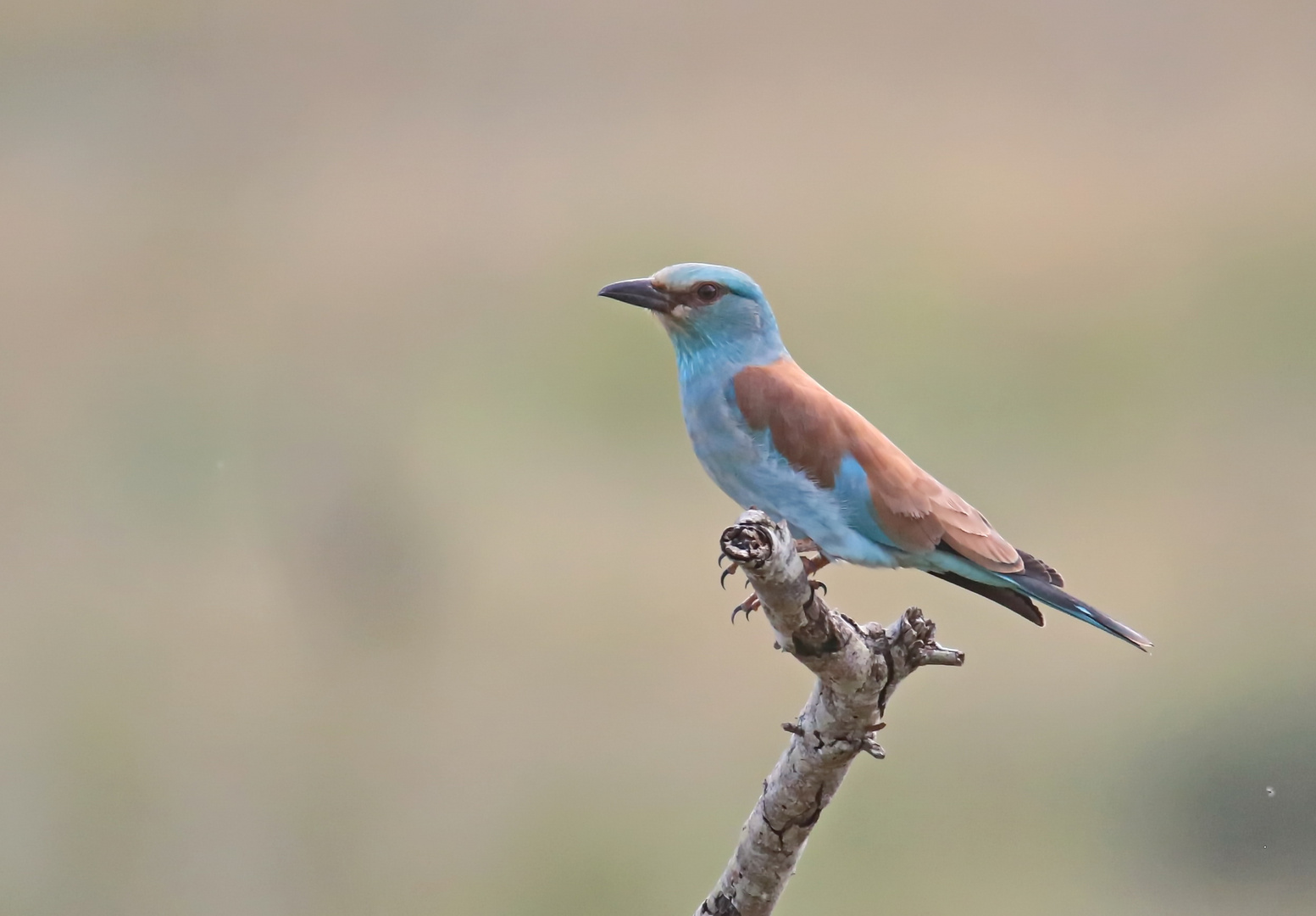 Blauracke (Coracias garrulus) 