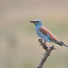 Blauracke (Coracias garrulus) 