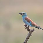 Blauracke (Coracias garrulus) 