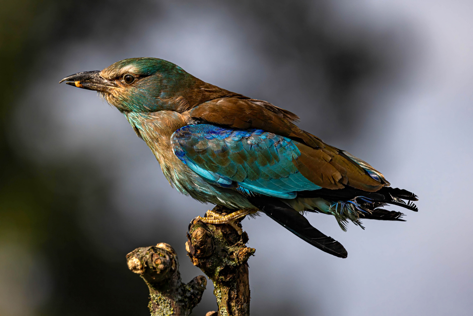 Blauracke / European roller