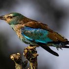 Blauracke / European roller