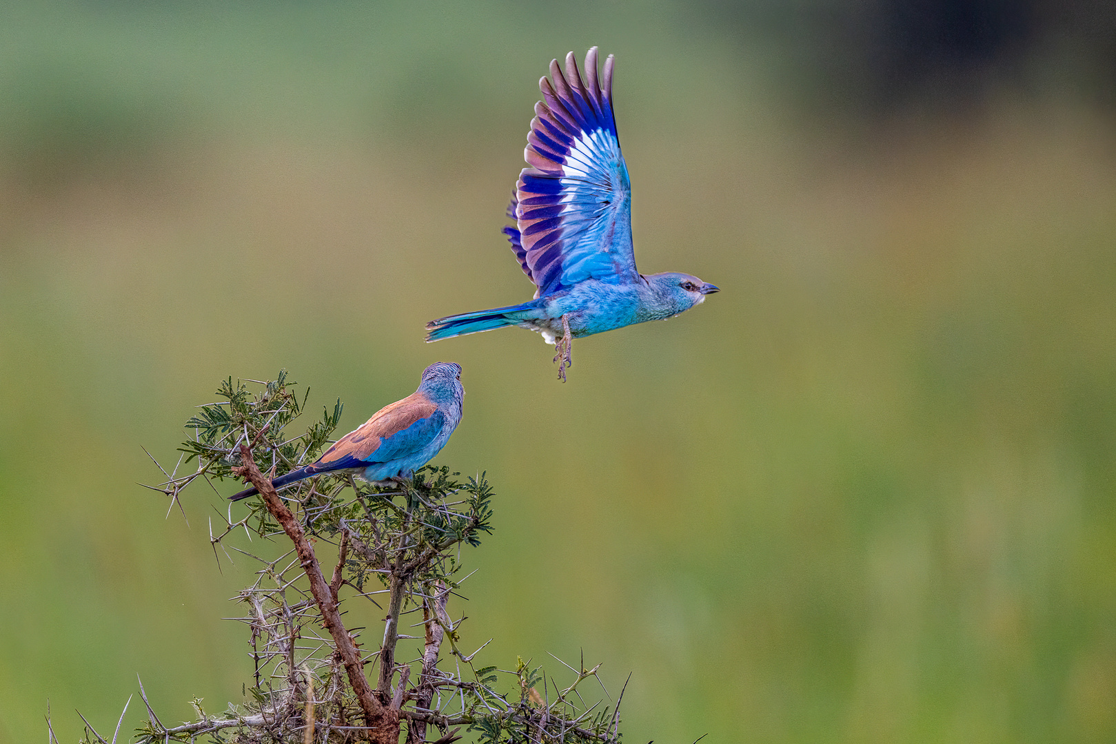 Blauracke - (European Roller)