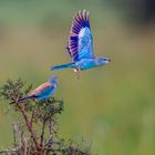 Blauracke - (European Roller)