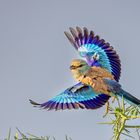 Blauracke - (European Roller)