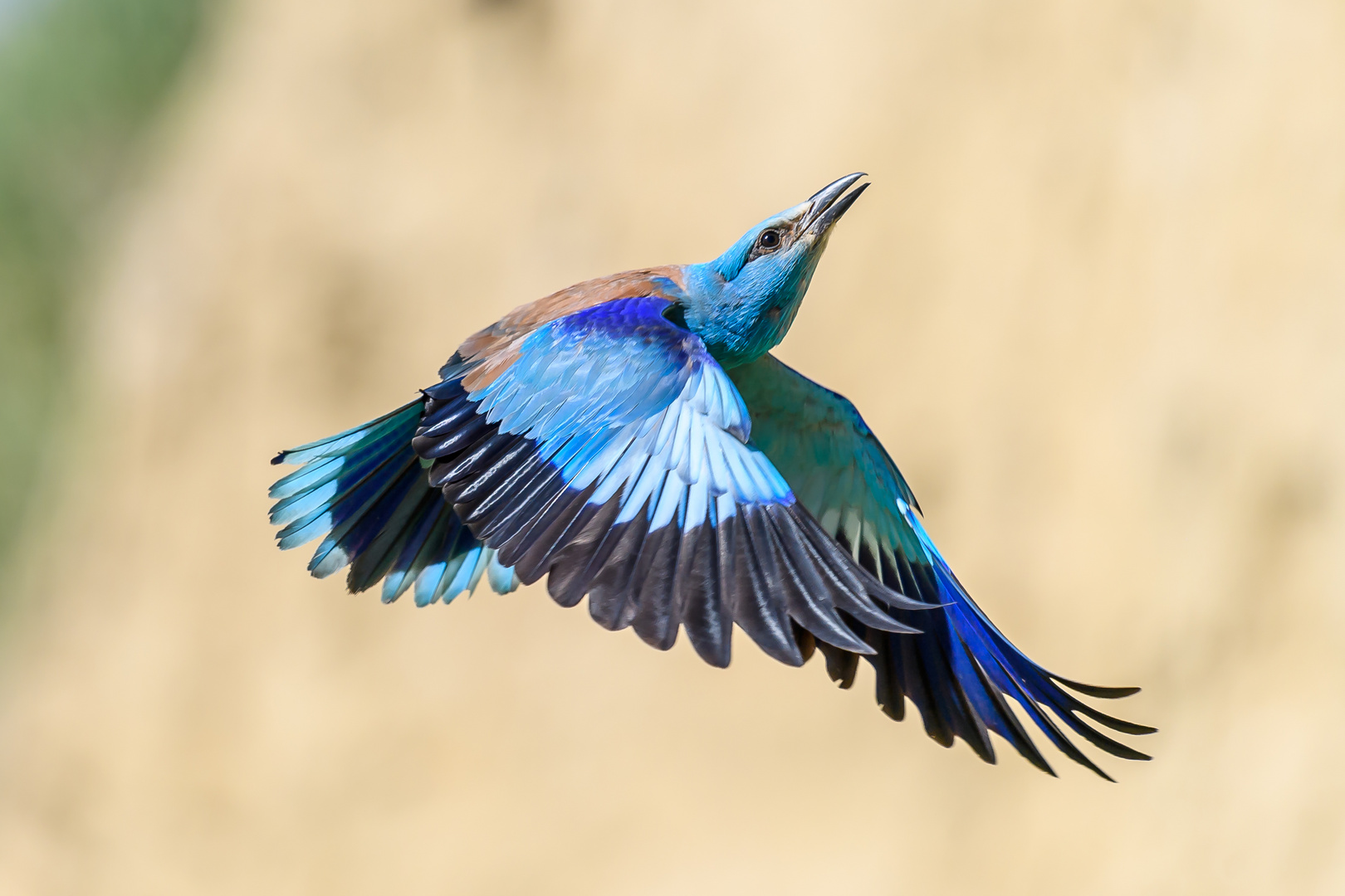 Blauracke fliegt zur Steilwand hoch