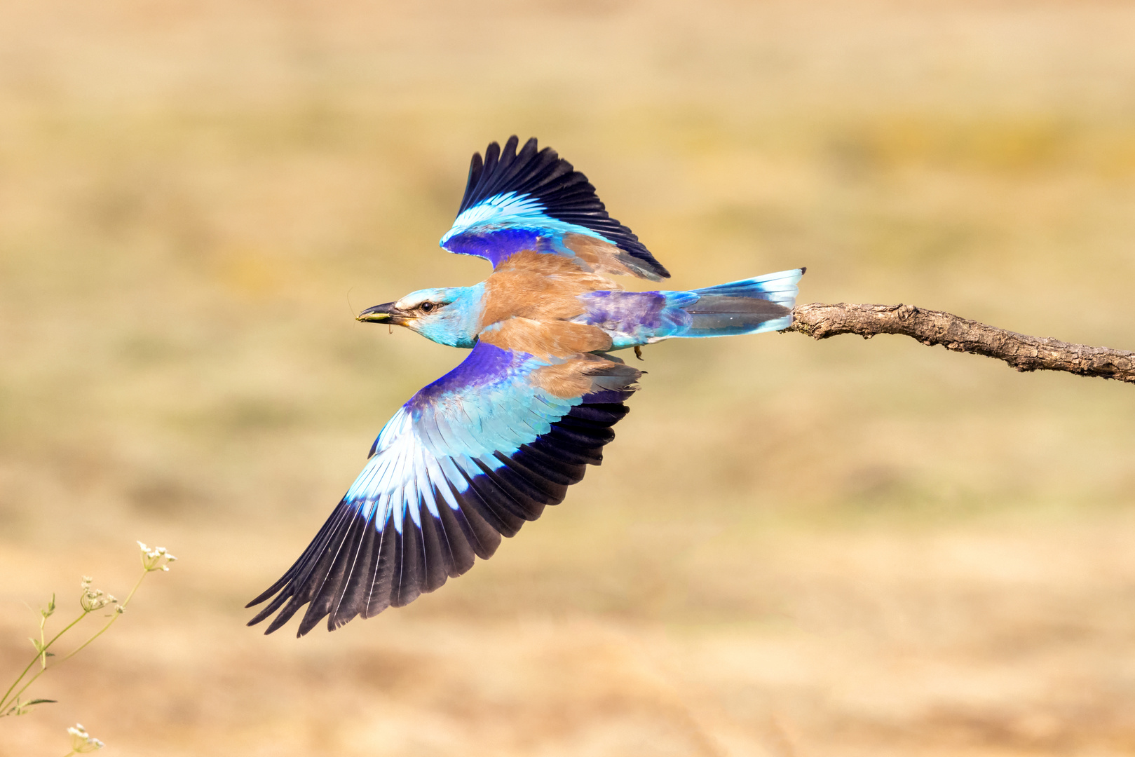 Blauracke im Abflug