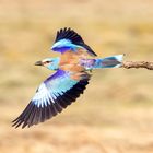 Blauracke im Abflug