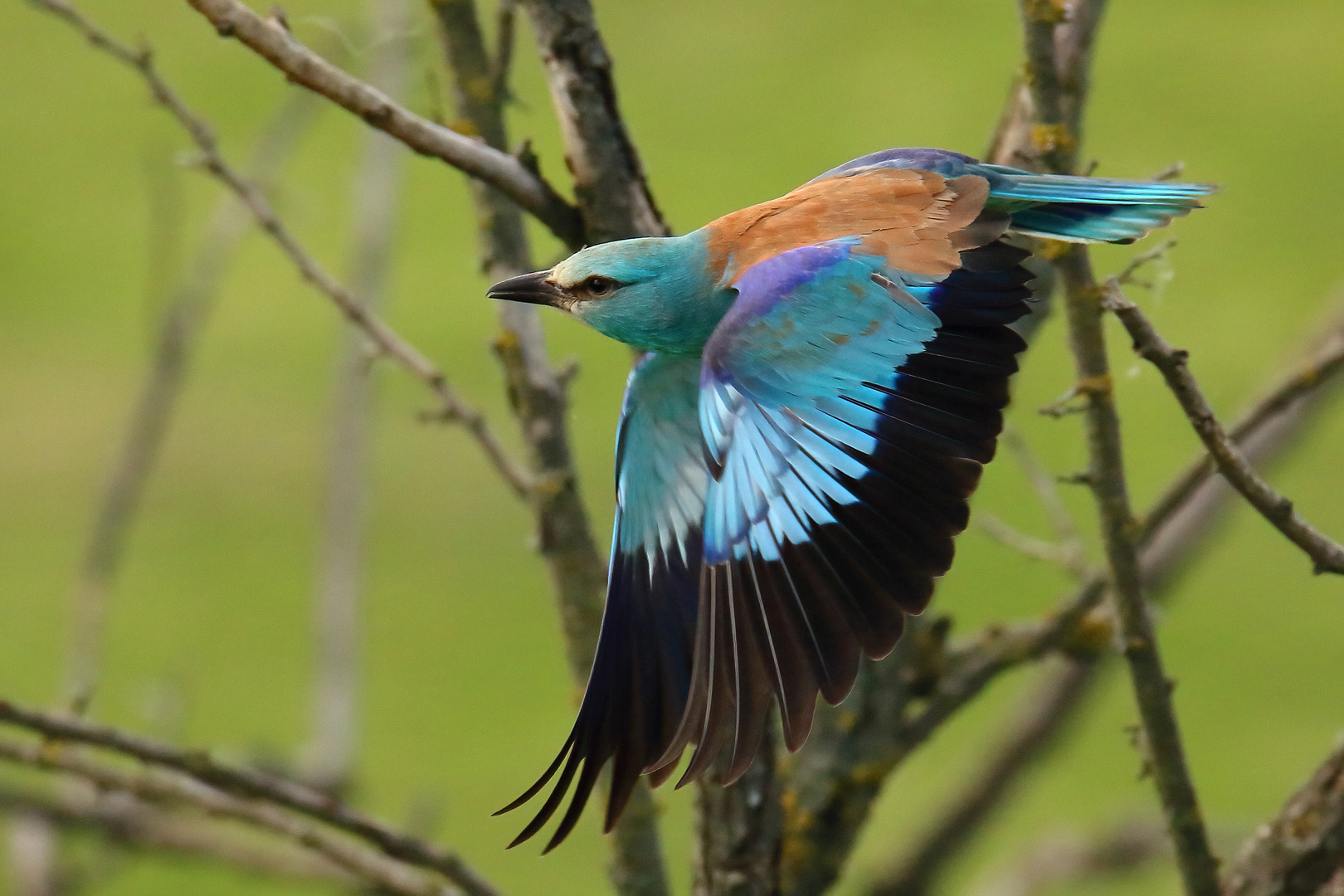 Blauracke im Abflug