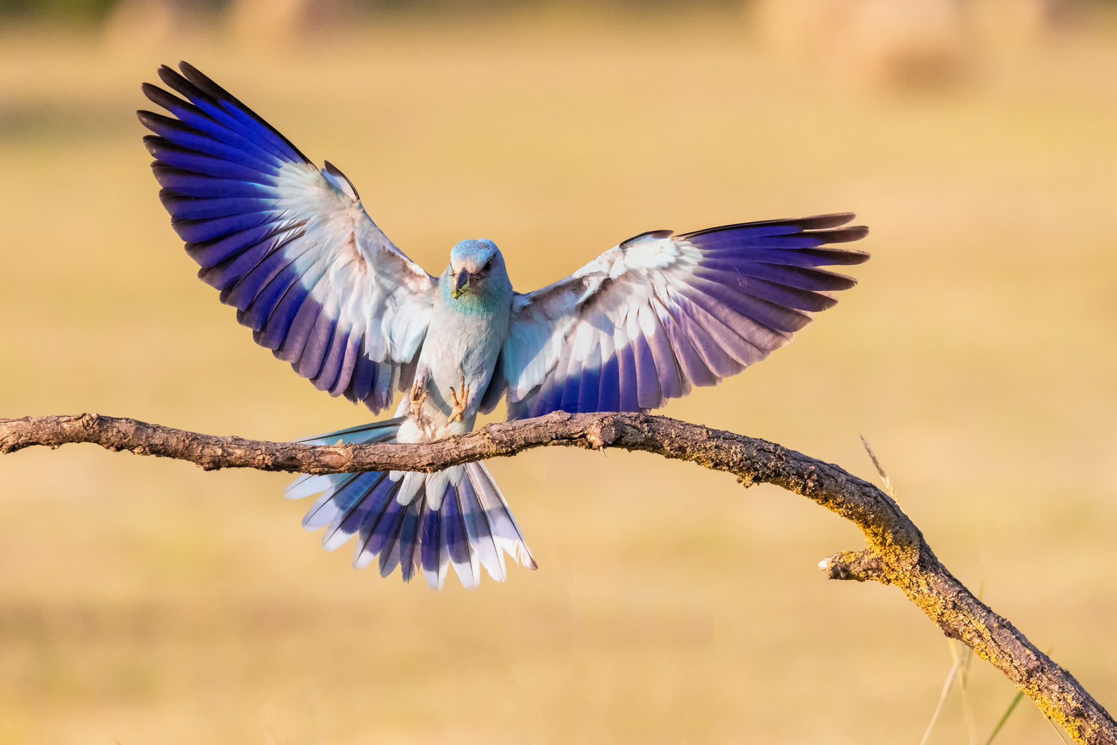 Blauracke im Anflug