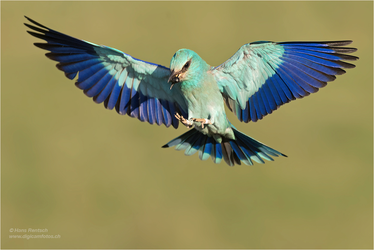 Blauracke im Anflug mit Beute