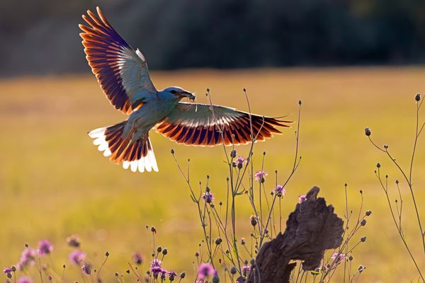 Blauracke im Gegenlicht