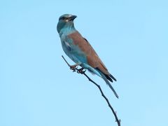 Blauracke im Krügernationalpark.1