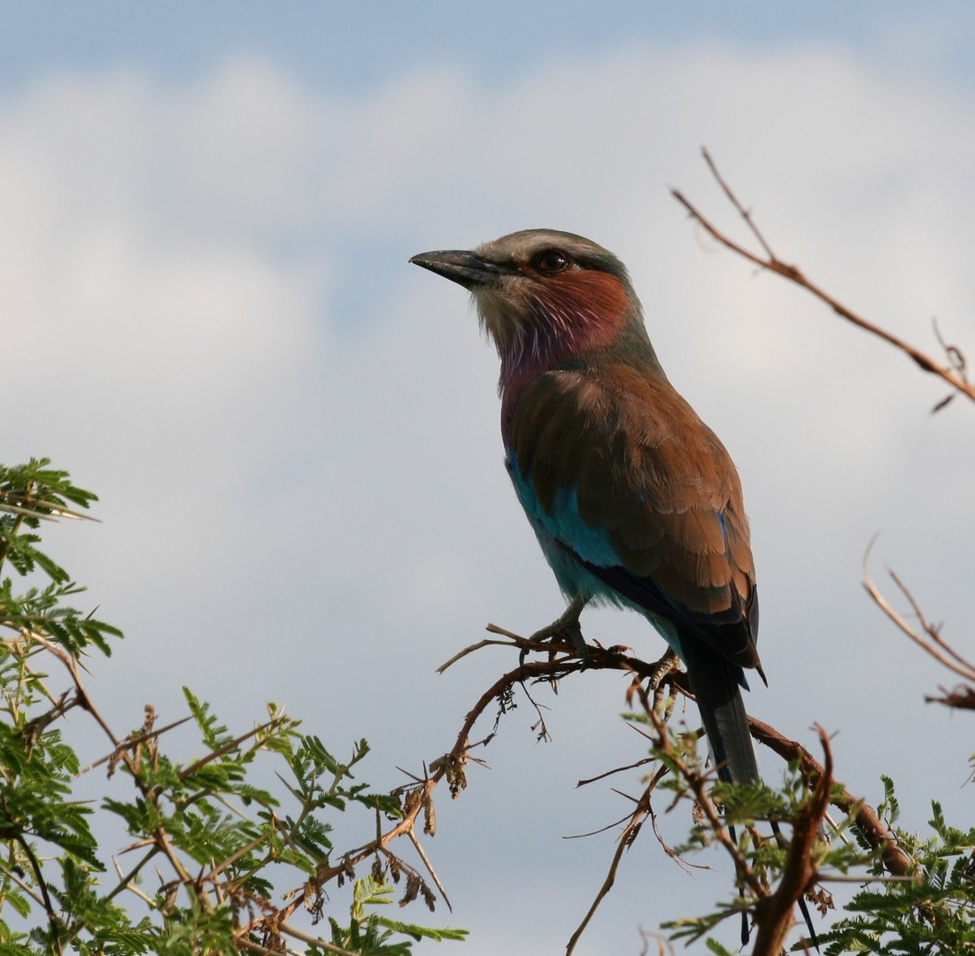 Blauracke in Südafrika