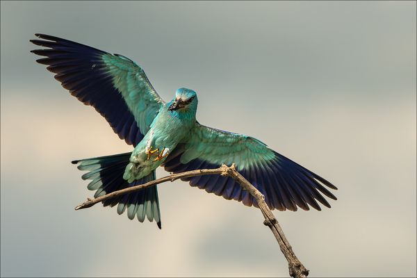 Blauracke mit kleiner Beute